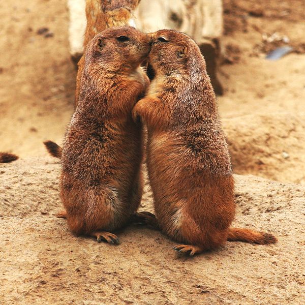 600px-Kissing_Prairie_dog