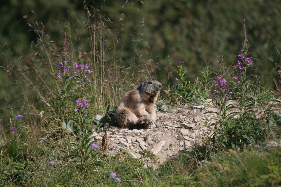 Marmotte_en_Savoie