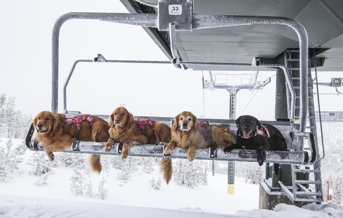 dogs-on-lift