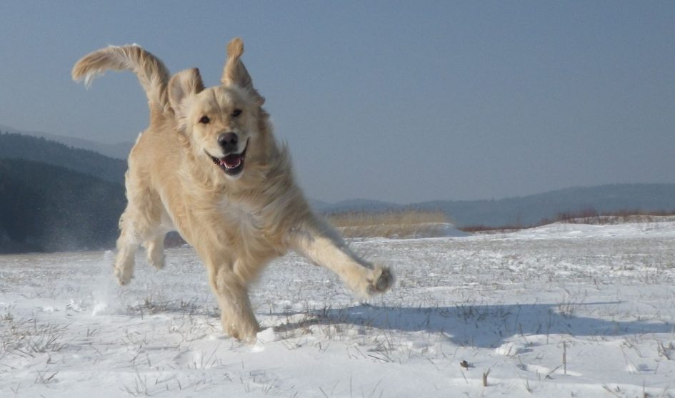 retriever-in-snow