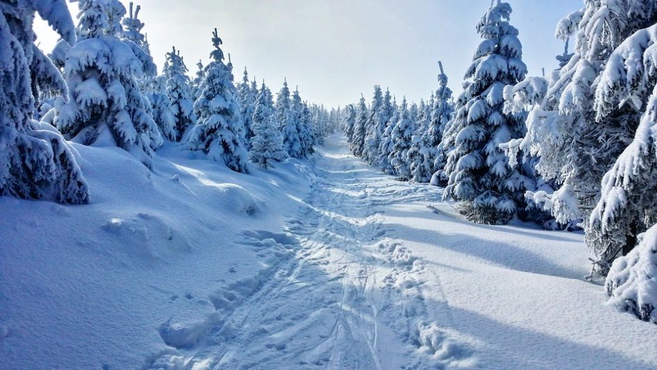 Reindeer tracks, Reindeers in Morzine, Morzine Christmas, Snow at Christmas in Morzine, snowy trees, Christmas in Morzine