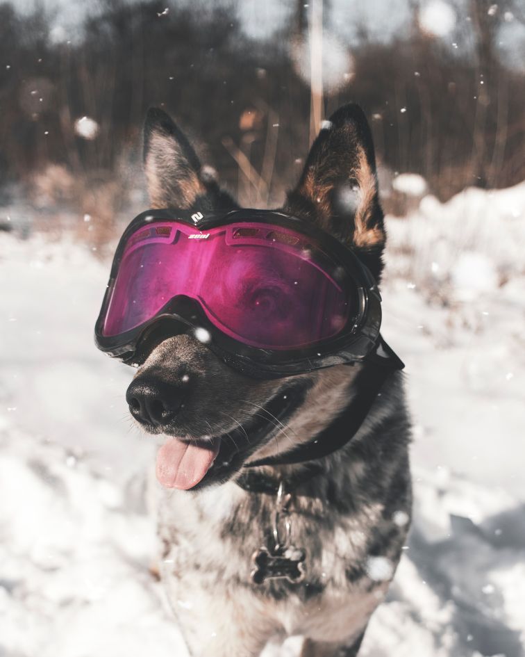 Dogs in the Snow, Take your dog to the Alps, dog friendly chalets 