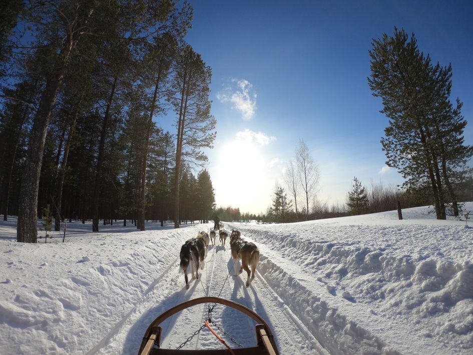 Dog Sledding in Sainte Foy