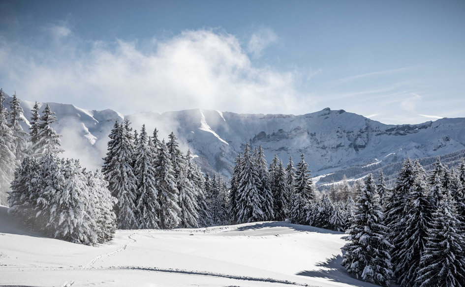Alpine Forest in Megeve, the perfect scenery for your ski Zoom background.
