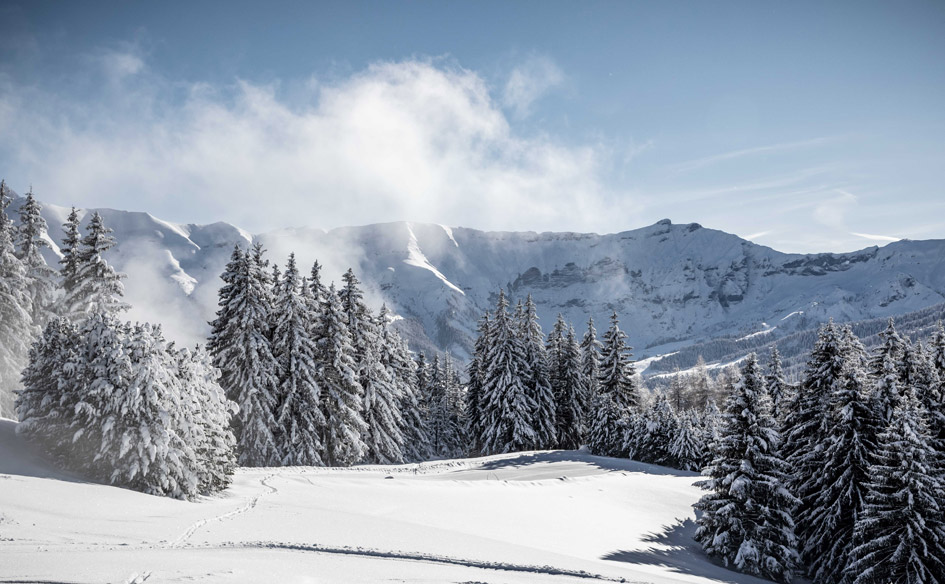 Alpine Forest in Megeve. Image Credit: Simon Garnier Alpine Forest in Megeve, the perfect scenery for your ski Zoom background.